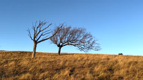Zwei-Blattlose-Bäume,-Einer-Tot,-Zweifarbige-Ästhetik,-Trockenes-Grasfeld-Mit-Slomo-Schwenk,-Blauer-Klarer-Himmel,-Herbstspur,-4k,-30fps,-Klimawandel,-Wüstenumgebung,-Zukünftige-Dystopie,-Schönheit,-Verträumtes-Komplementäres-Paar