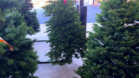 Freshly-cut-new-Christmas-trees-for-sale-with-sign-Noble-Fir-6-7-foot-for-$89-as-camera-begins-to-pan-left-then-gimbal-floats-through-the-trees---in-4K-30fps-slowed-half-speed