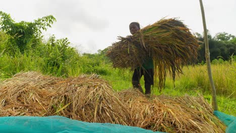 Schwarzer-Afrikanischer-Bauer,-Der-Während-Der-Erntezeit-Auf-Einer-Reisfeldplantage-Arbeitet-Und-Reis-Sammelt