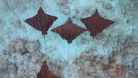Majestic-Ballad-of-the-Rays---Spotted-Eagle-Ray-school-by-drone,-Maldives---Indian-Ocean:-Zoom-in-then-out,-anticlockwise-rotate