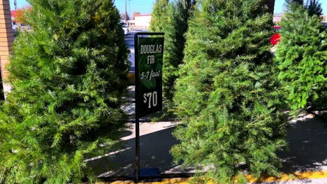Freshly-cut-new-Christmas-trees-for-sale-with-sign-Douglas-Fir-5-7-foot-for-$70-slowly-swinging-in-breeze-with-cars-driving-by-in-background---in-4K-30fps-slowed-half-speed