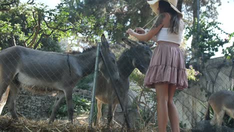 Some-donkeys-are-being-petted-by-a-young-woman-in-a-pen