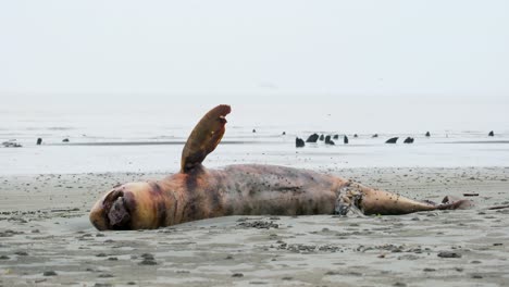 Motorcycle-Driving-By-Rotting-ead-Elephant-Seal-At-The-Beach