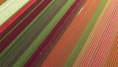 Luftdrohnenaufnahme-Blühender-Tulpenfelder-In-Den-Niederlanden