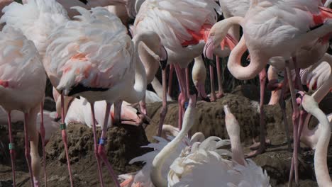 Beautiful-flock-of-Flamingos--in-natural-habitat.-Slow-mo