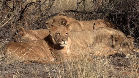 Junge-Löwenbabys-Ruhen-Unter-Den-Büschen-Der-Afrikanischen-Savanne