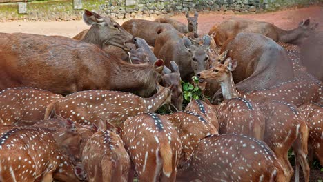 Different-species-of-deer-eat-together-,-Herd-of-deer-eating-piled-leaves-,-The-leaves-are-chewed
