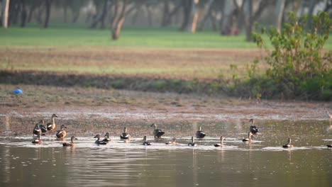 Flock-of-indian-Spot-billed-Ducks-Taking-off-from-Water