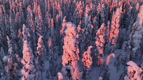 Aerial-rising-tilt-shot-of-a-snowy-tree,-between-pink-woods,-winter-sunrise-in-Lapland