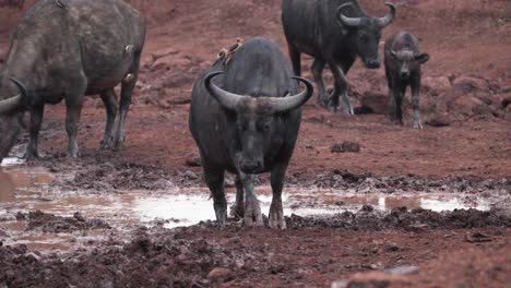 Water-Buffalos-With-Red-billed-Oxpecker-Birds-On-Their-Backs-In-Kenya,-East-Africa