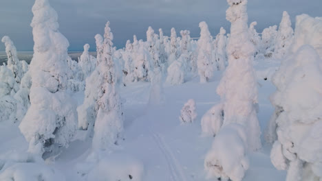 Aerial-view-over-ski-trails-in-a-snowy-forest-on-top-of-a-fell,-sunrise-in-Lapland