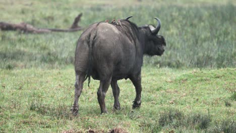 Búfalos-Del-Cabo-Con-Picabueyes-Posados-En-La-Parte-Trasera-Caminan-En-Un-Parque-Safari-Cubierto-De-Hierba