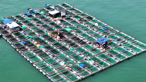 Luftaufnahmen-Der-Auf-Dem-Meerwasser-Schwimmenden-Fischzuchtfarmen,-Die-In-Vietnam-Garnelen-Und-Meeresfrüchte-Für-Den-Chinesischen-Markt-Produzieren