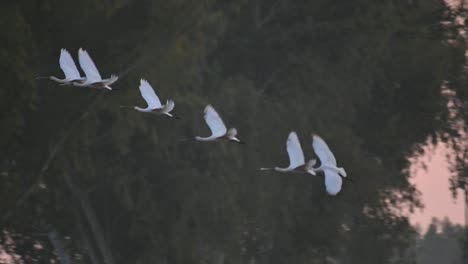 Flock-of-Eurasian-Spoonbill-Birds-Flying-in-Morning-over-Wetland