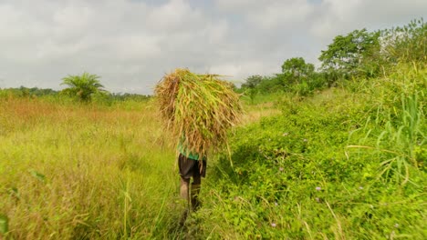 Balckafrikanischer-Männlicher-Bauer,-Der-Reispflanzen-Nach-Der-Ernte-In-Afrika-Trägt