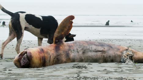 Der-Kadaver-Einer-Toten-Robbe-Liegt-Im-Sand-Am-Strand,-Während-Ein-Haushund-Herumschnüffelt