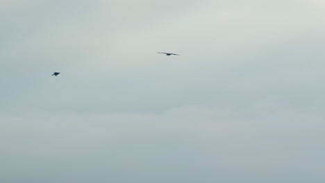 Majestic-birds-of-prey-soar-gracefully-against-a-cloudy-sky-backdrop