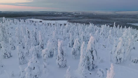 Aerial-view-over-snow-covered-woods-on-top-of-a-fell,-winter-sunset-in-Finland