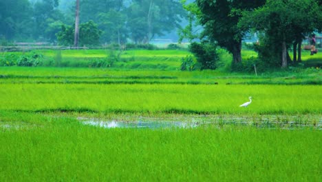 Egret-walks-in-a-vibrant-green-rice-paddy-in-rural-Bangladesh
