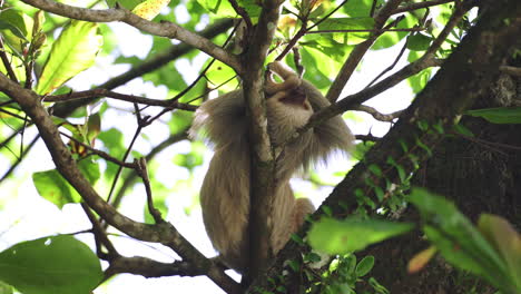 Costa-Rican-sloth-hanging-relaxed-from-a-tree-branch-wildlife-of-Central-America-tropical-jungle