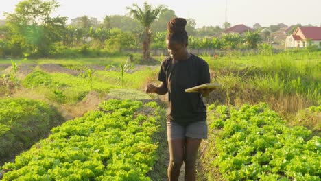 Agricultura-De-Precisión-Agritech-Mujer-Negra-Agricultora-Que-Controla-El-Cultivo-De-Plantaciones-De-Tierra-En-África-Usando-Una-Tableta-Moderna-Conectada-A-Internet-5g
