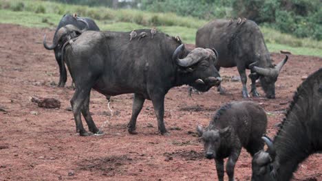 A-Herd-Of-Cape-Buffalos-With-Oxpeckers-On-Their-Backs-In-The-Safari-Park-In-Kenya,-East-Africa
