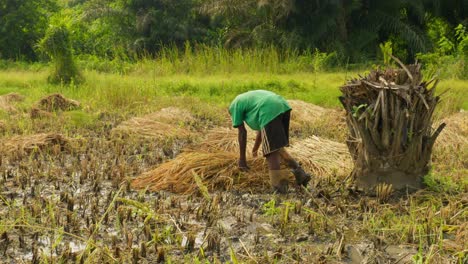 black-male-farmer-working-in-rice-field-plantation-durign-harvesting-season
