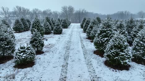 Weihnachtsbaumfarm-Bei-Schneefall-Im-Dezember
