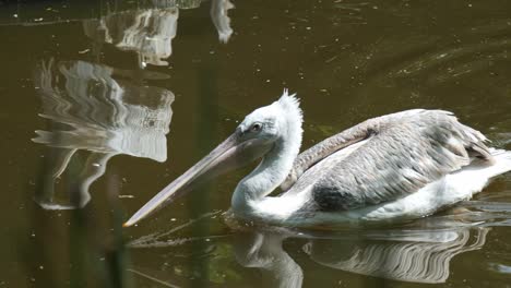 Pelican-moving-along-the-surface-of-river,-water-reflects-scenery