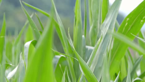 Close-up-of-agriculture-field-green-corn-maize-moving-with-the-wind