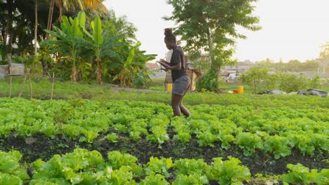 black-female-farmer-working-on-salad-plantation-in-africa-collecting-data-of-the-farm-using-a-modern-tablet-connected-to-5g-internet