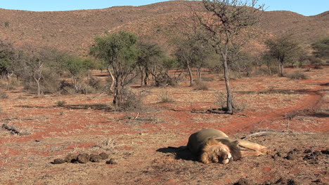 Eine-Kalahari-Landschaft-Mit-Einem-Schlafenden-Löwen-Mit-Vollem-Bauch-Im-Vordergrund