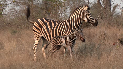 A-newborn-zebra-foal-stands-next-to-its-mother-in-the-savanna-grass