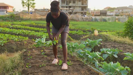 Mujer-Africana-Negra-Cultivando-Jardinería-Sola-En-Pequeñas-Plantaciones-De-Campos-Cultivando-Alimentos-En-El-Campo-De-África