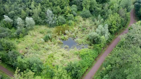 Small-pond-in-a-boggy-landscape-at-the-edge-of-footpath,-top-view-drone