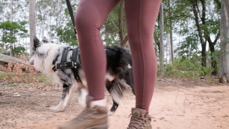 Girl-in-glasses-and-ponytail-walks-her-pet,-an-australian-shepherd-dog,-walk-in-the-forest