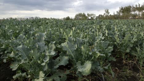 Field-of-Broccoli-Low-Angle.-Farm-in-Kenya