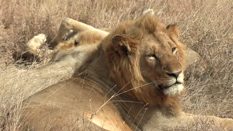 A-sleepy-male-lion-dozing-off-under-the-golden-African-sun-on-a-windy-afternoon