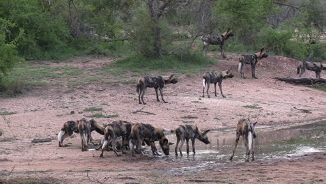 Wide-shot-of-a-pack-of-African-Wild-Dogs-at-a-waterhole-in-Africa