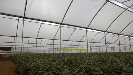 roof-Greenhouse-tilt-down-to-red-roses