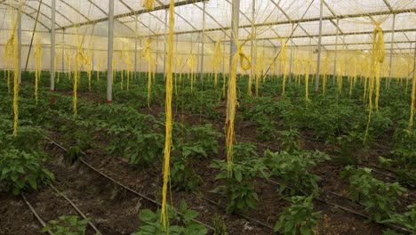 Greenhouse,-tilt-down-reveals-log-strings-holding-plants