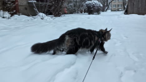 Eine-Pelzige-Maine-Coon-Katze-An-Der-Leine-Im-Schnee-Spazieren-Führen