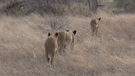 Tracking-shot,-following-a-group-of-young-lions-walking-through-the-tall-grass