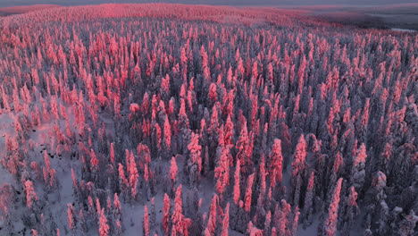 Aerial-view-circling-a-hill-covered-in-snowy,-pink-forest,-winter-sunset-in-Lapland