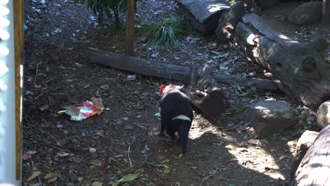 Carnivorous-marsupial,-a-Tasmanian-devil-wondering-around-its-surrounding-environment-with-a-piece-of-rubbish-on-the-ground,-close-up-shot-of-Australian-native-wildlife-species