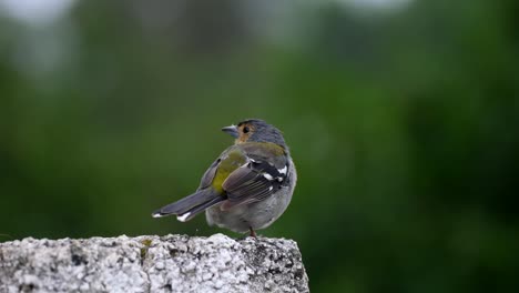 Close-of-a-bird-filmed-in-Madeira-Portugal-at-daylight-filmed-in-4k