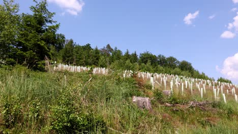 Wiederaufforstung-Mit-Baumsämlingen-Mit-Plastikrohren-Um-Den-Stamm,-Die-In-Reihen-Im-Sauerland-Wachsen