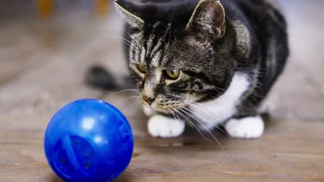 Beautiful-rescue-cat-with-treats-ball-close-up,-looking-into-camera