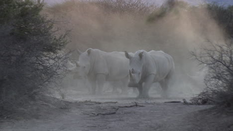 A-crash-of-white-rhinos-under-a-cloud-of-dust,-in-a-dramatic-Kalahari-Bushveld-scene
