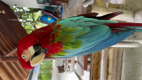 Funny-talking-Maldivian-parrot-mimic:-Malahini-Kuda-Bandos,-Maldives
